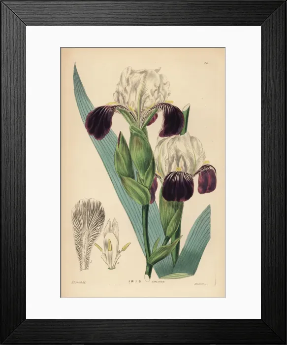 Framed Print : Lovely iris, Iris germanica (Iris amoena) Framed Print : Lovely iris, Iris germanica (Iris amoena)