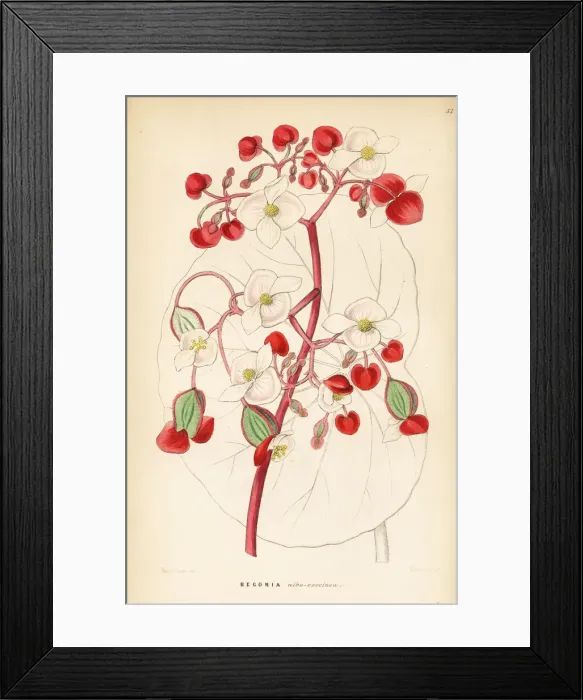 Framed Print : White and scarlet begonia, Begonia albococcinea Framed Print : White and scarlet begonia, Begonia albococcinea