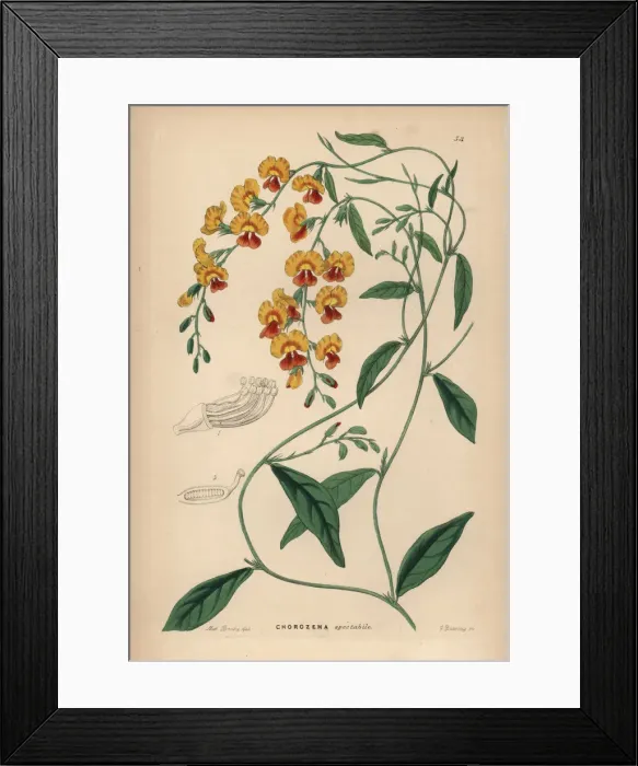 Framed Print : Chorizema variety Framed Print : Chorizema variety