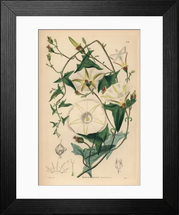 Framed Print : Officinal scammony, Convolvulus scammonia Framed Print : Officinal scammony, Convolvulus scammonia