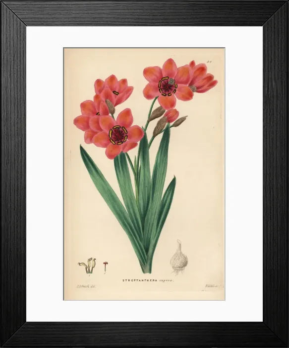 Framed Print : Cape buttercup, Sparaxis elegans Framed Print : Cape buttercup, Sparaxis elegans