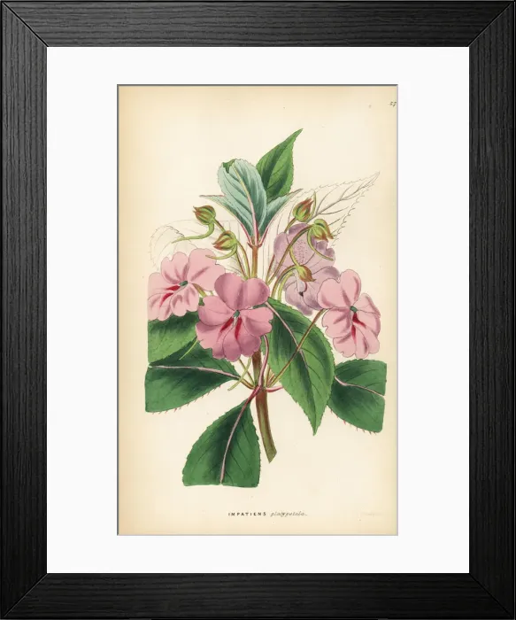 Framed Print : Broad-petaled balsam, Impatiens platypetala Framed Print : Broad-petaled balsam, Impatiens platypetala