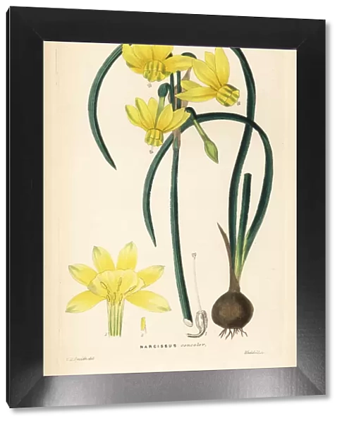 Narcissus cernuus daffodil