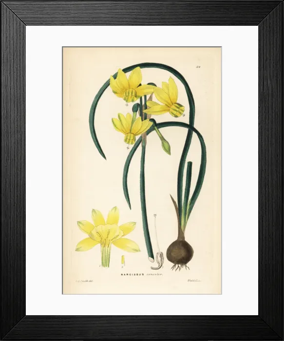Framed Print : Narcissus cernuus daffodil Framed Print : Narcissus cernuus daffodil