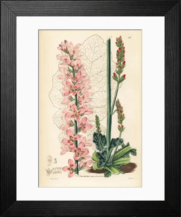 Framed Print : Naked-stalked francoa, Francoa appendiculata Framed Print : Naked-stalked francoa, Francoa appendiculata