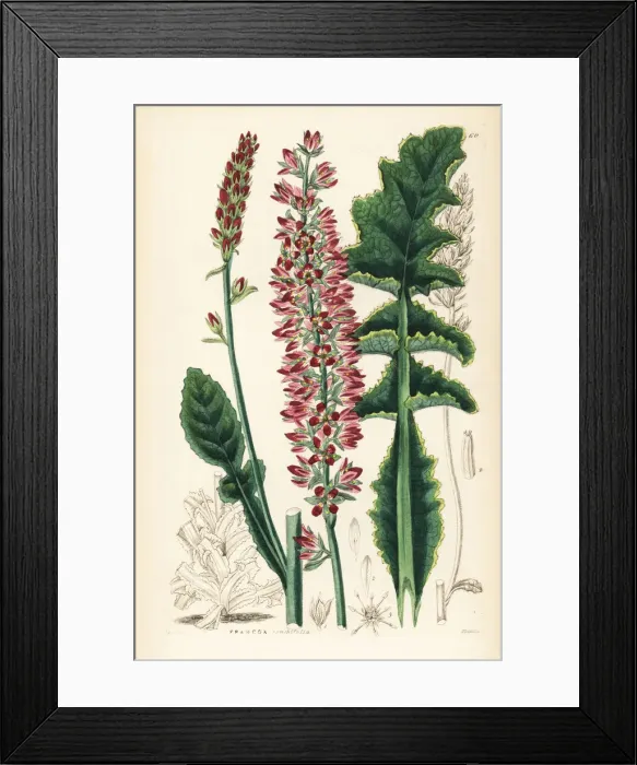 Framed Print : Sonchus-leaved francoa or bridalwreath, Francoa sonchifolia Framed Print : Sonchus-leaved francoa or bridalwreath, Francoa sonchifolia