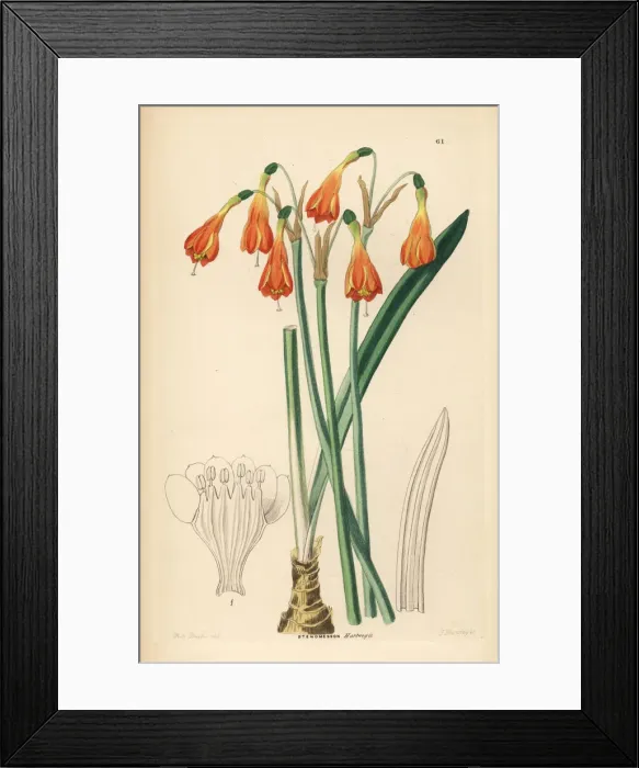 Framed Print : Stenomesson aurantiacum Framed Print : Stenomesson aurantiacum