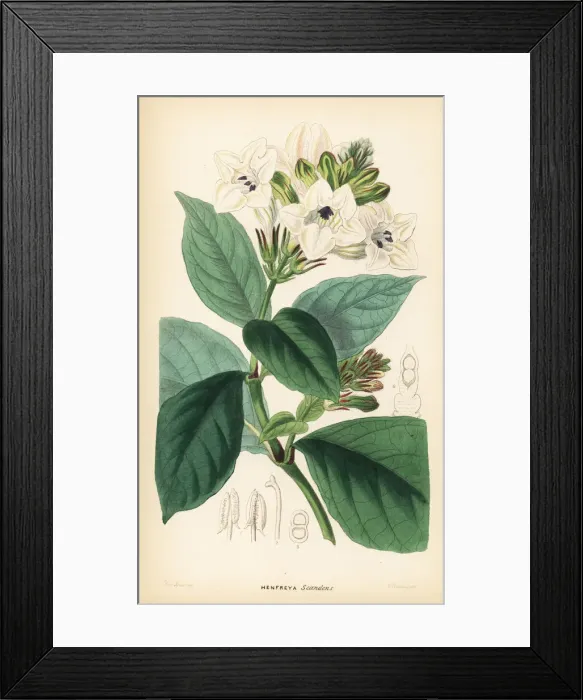 Framed Print : Asystasia scandens Framed Print : Asystasia scandens