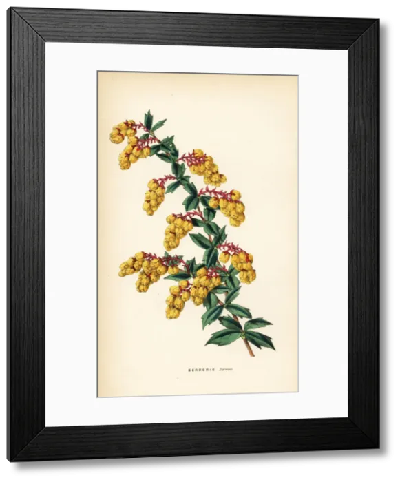 Framed Print : Darwins berberry, Berberis darwinii Framed Print : Darwins berberry, Berberis darwinii