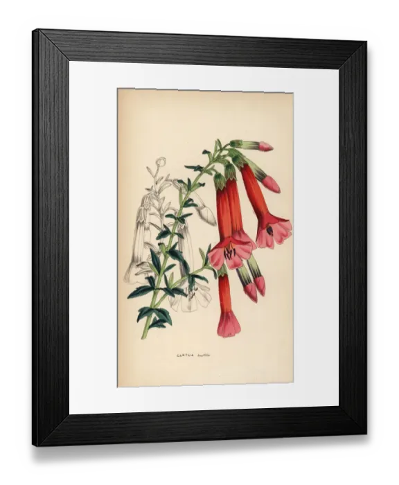 Framed Print : Box-leaved cantua or magic flower of the Incas Framed Print : Box-leaved cantua or magic flower of the Incas