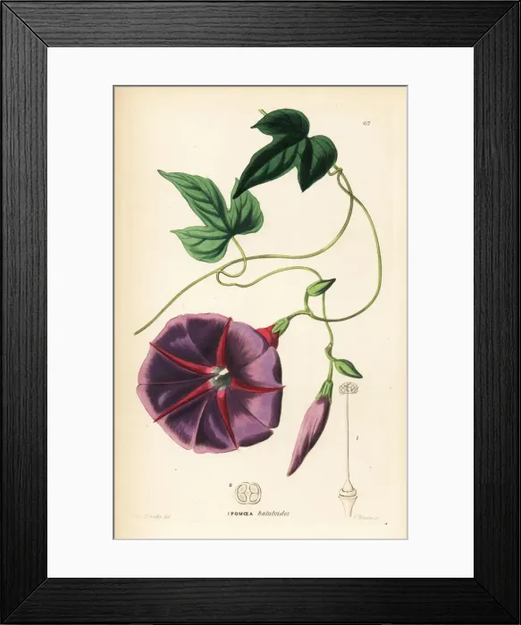 Framed Print : Male jalap plant, Ipomoea batatoides Framed Print : Male jalap plant, Ipomoea batatoides