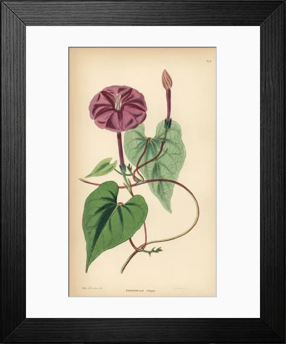 Framed Print : True jalap, Ipomoea dumosa Framed Print : True jalap, Ipomoea dumosa