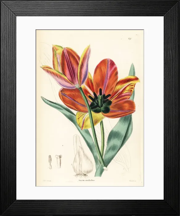 Framed Print : Tulipa agenensis Framed Print : Tulipa agenensis