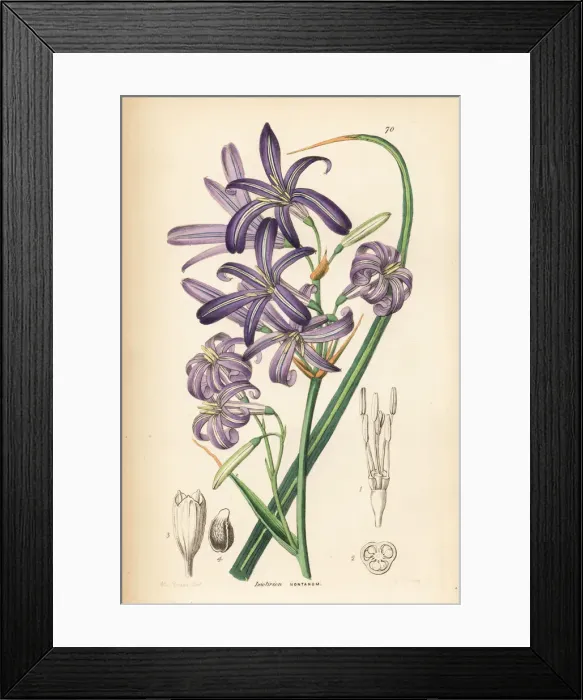 Framed Print : Siberian lily or lavender mountain lily, Ixiolirion Framed Print : Siberian lily or lavender mountain lily, Ixiolirion