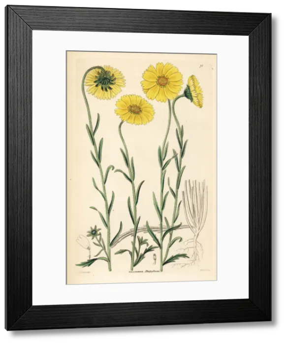 Framed Print : Coastal tidytips, Layia platyglossa Framed Print : Coastal tidytips, Layia platyglossa