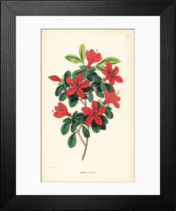 Framed Print : Tsutsuji, Rhododendron indicum Framed Print : Tsutsuji, Rhododendron indicum