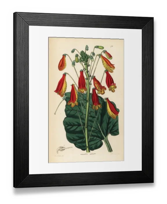 Framed Print : Smithiantha zebrina Framed Print : Smithiantha zebrina