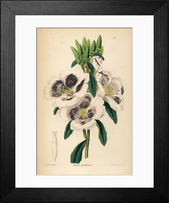 Framed Print : Farewell to spring, Clarkia amoena subsp. lindleyi Framed Print : Farewell to spring, Clarkia amoena subsp. lindleyi