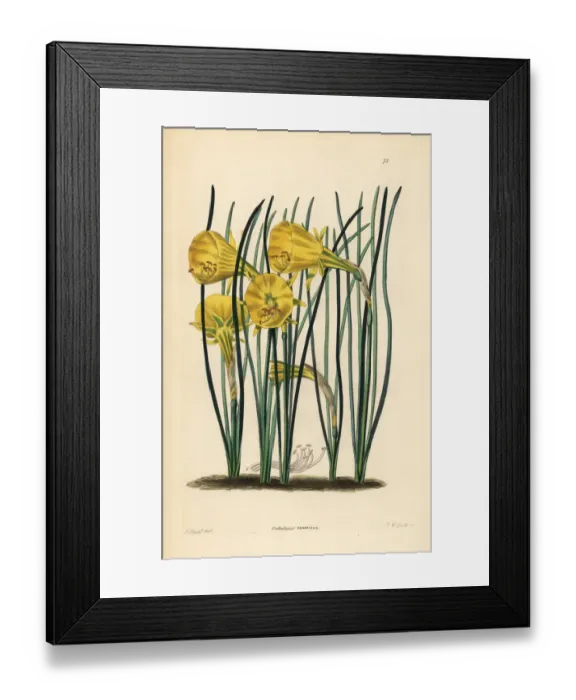 Framed Print : Hoop-petticoat daffodil, Narcissus bulbocodium Framed Print : Hoop-petticoat daffodil, Narcissus bulbocodium
