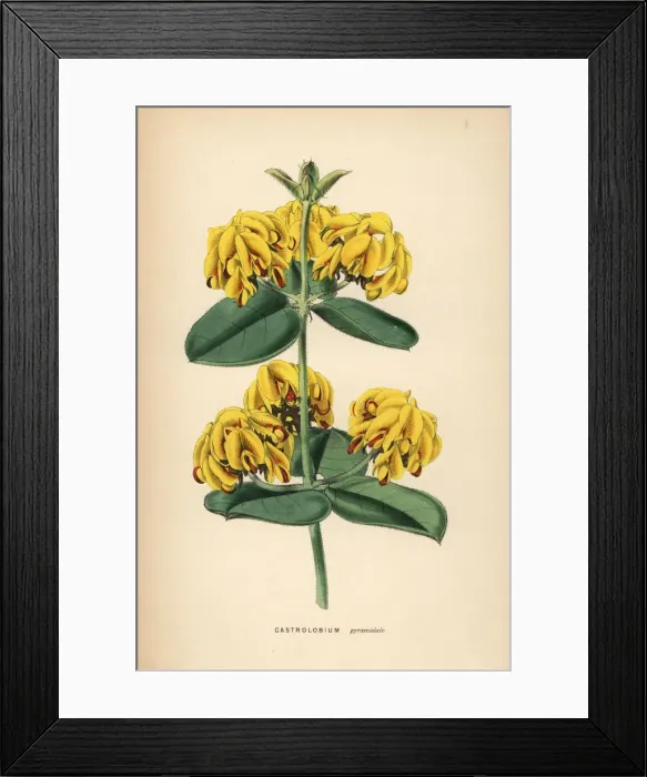Framed Print : Nemcia pyramidalis Framed Print : Nemcia pyramidalis