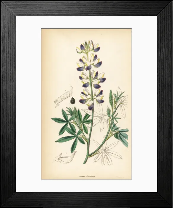 Framed Print : Mexican lupin, Lupinus mexicanus Framed Print : Mexican lupin, Lupinus mexicanus