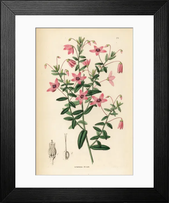 Framed Print : Hairy tetratheca, Tetratheca hirsuta Framed Print : Hairy tetratheca, Tetratheca hirsuta