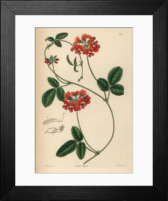 Framed Print : Villous zichya, Zichya villosa Framed Print : Villous zichya, Zichya villosa