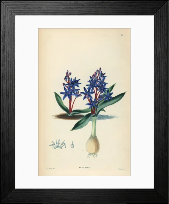 Framed Print : Alpine squill or two-leaf squill, Scilla bifolia Framed Print : Alpine squill or two-leaf squill, Scilla bifolia