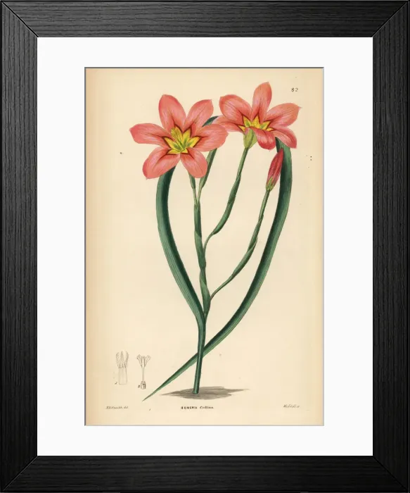 Framed Print : Moraea collina Framed Print : Moraea collina