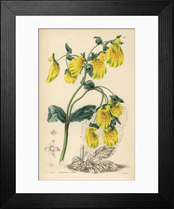 Framed Print : Large crenate-flowered slipperwort, Calceolaria crenatiflora Framed Print : Large crenate-flowered slipperwort, Calceolaria crenatiflora