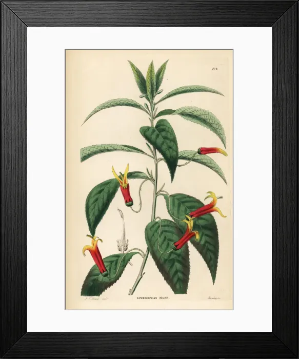 Framed Print : Mexican lobelia, Lobelia laxiflora Framed Print : Mexican lobelia, Lobelia laxiflora