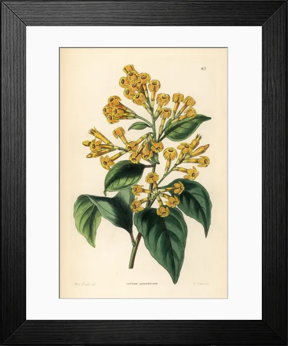 Framed Print : Orange cestrum, Cestrum aurantiacum Framed Print : Orange cestrum, Cestrum aurantiacum