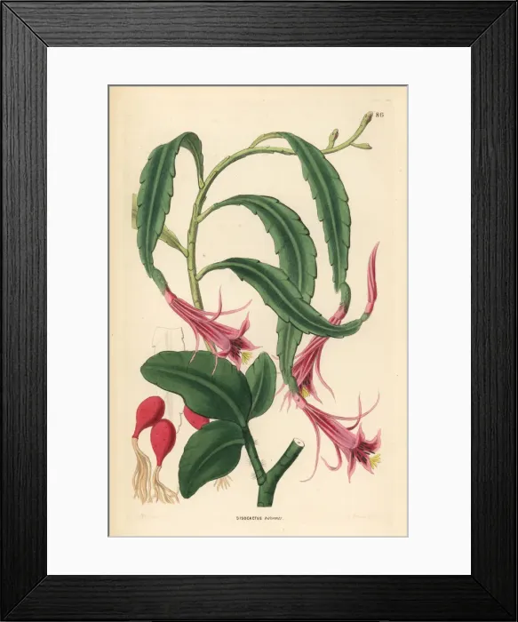 Framed Print : Two-shaped torch-thistle, Disocactus biformis Framed Print : Two-shaped torch-thistle, Disocactus biformis