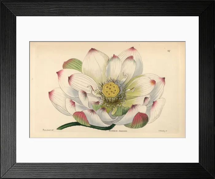 Framed Print : Sacred lotus, Nelumbo nucifera Framed Print : Sacred lotus, Nelumbo nucifera