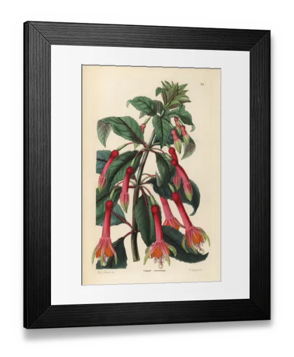 Framed Print : Fuchsia denticulata Framed Print : Fuchsia denticulata
