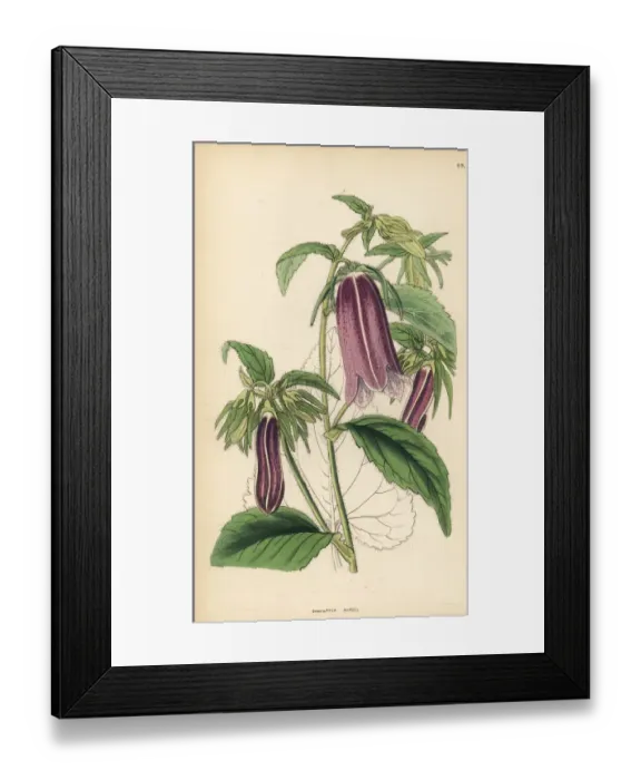 Framed Print : Spotted bellflower, Campanula punctata Framed Print : Spotted bellflower, Campanula punctata