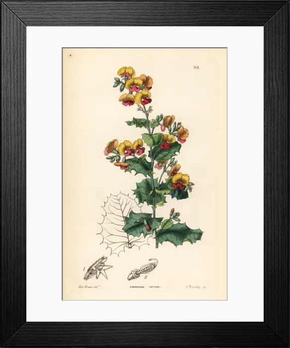 Framed Print : Various leaved chorizema, Chorizema varium Framed Print : Various leaved chorizema, Chorizema varium