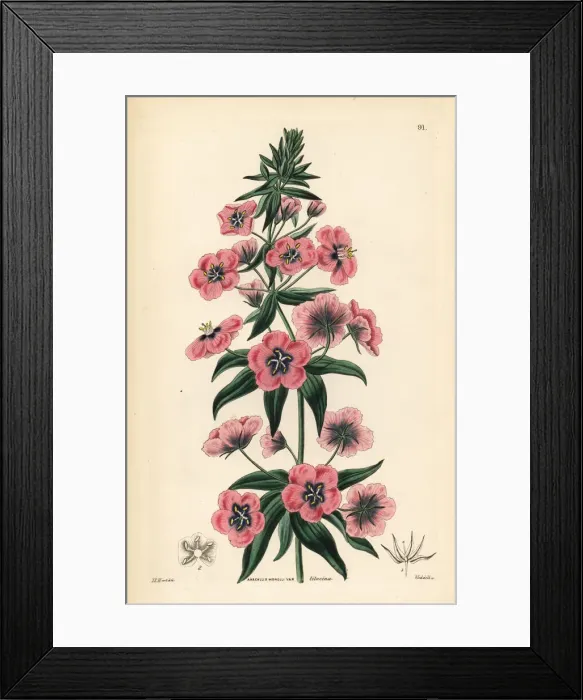 Framed Print : Lilac-flowered Italian pimpernel, Anagallis Framed Print : Lilac-flowered Italian pimpernel, Anagallis