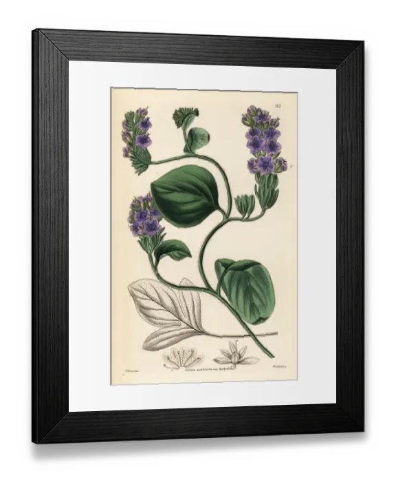 Framed Print : Baron Wrangels eutoca, Eutoca divaricata var. wrangeliana Framed Print : Baron Wrangels eutoca, Eutoca divaricata var. wrangeliana