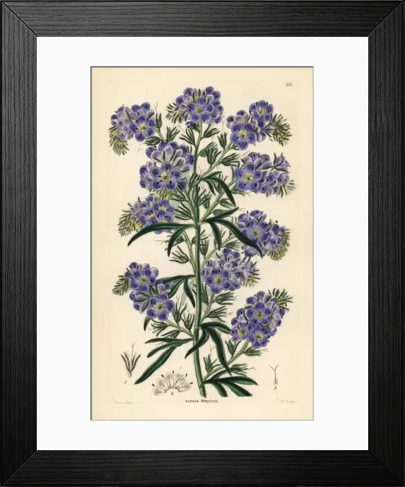 Framed Print : Phacelia menziesii or Phacelia linearis Framed Print : Phacelia menziesii or Phacelia linearis