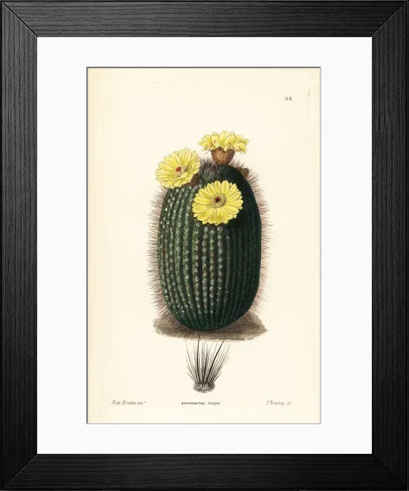 Framed Print : Silver ball cactus, Parodia scopa Framed Print : Silver ball cactus, Parodia scopa