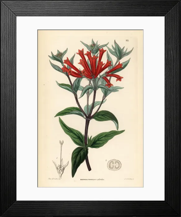 Framed Print : Firecracker bush, Bouvardia ternifolia Framed Print : Firecracker bush, Bouvardia ternifolia