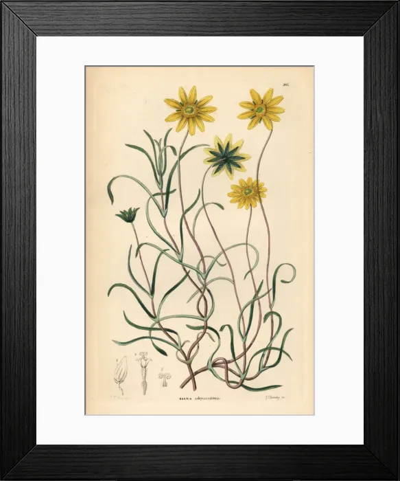 Framed Print : California goldfields, Lasthenia californica Framed Print : California goldfields, Lasthenia californica