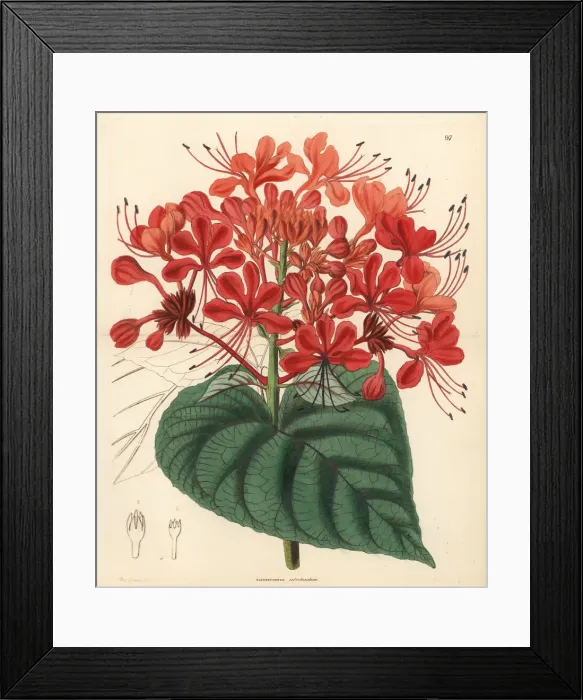 Framed Print : Hill glory bower, Clerodendrum infortunatum Framed Print : Hill glory bower, Clerodendrum infortunatum