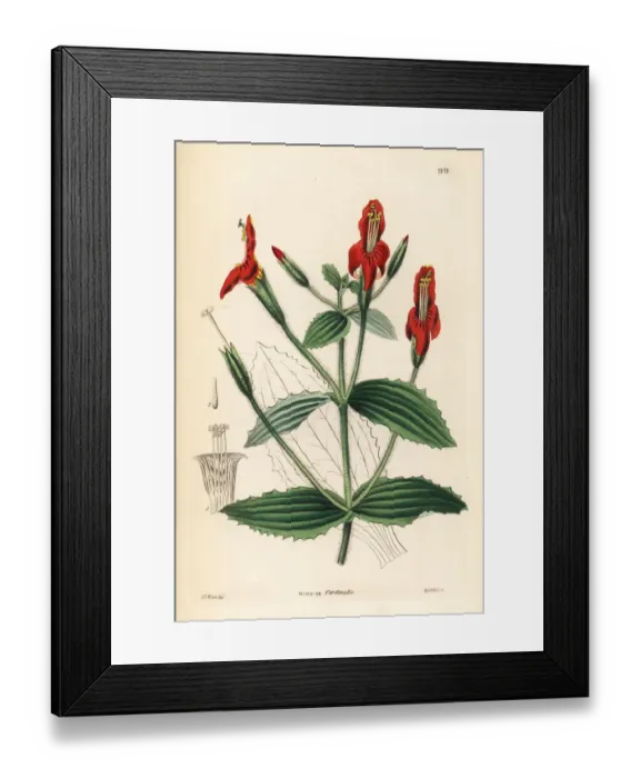 Framed Print : Scarlet monkey flower, Mimulus cardinalis Framed Print : Scarlet monkey flower, Mimulus cardinalis