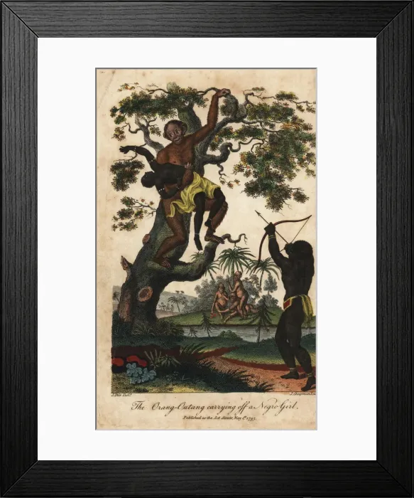 Framed Print : Chimpanzee kidnapping an Angolan girl Framed Print : Chimpanzee kidnapping an Angolan girl