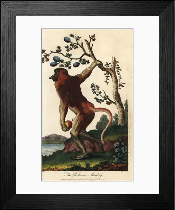 Framed Print : Proboscis monkey, Nasalis larvatus, endangered Framed Print : Proboscis monkey, Nasalis larvatus, endangered