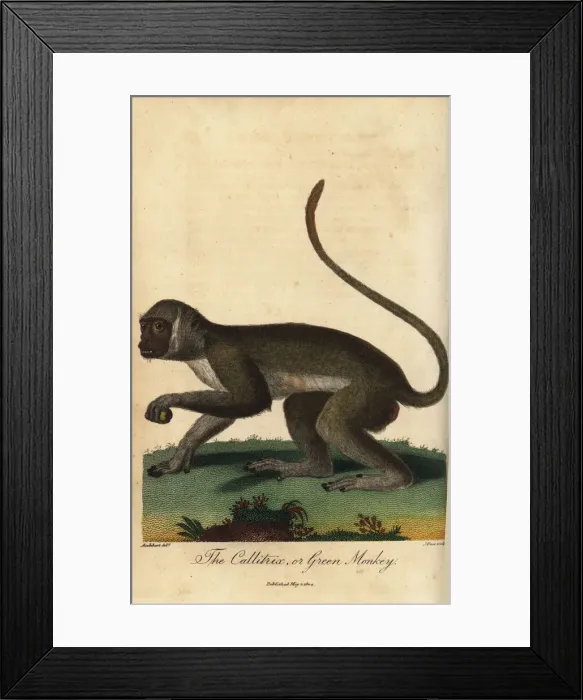 Framed Print : Green monkey, Chlorocebus sabaeus Framed Print : Green monkey, Chlorocebus sabaeus