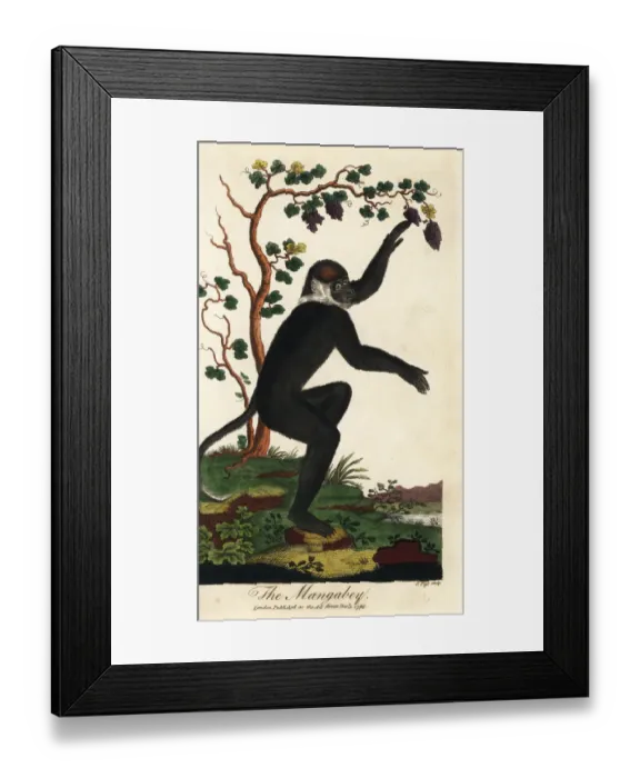 Framed Print : Collared mangabey, Cercocebus torquatus Framed Print : Collared mangabey, Cercocebus torquatus