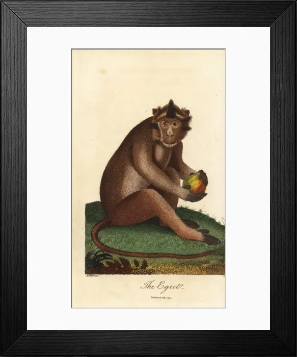 Framed Print : Crab-eating macaque, Macaca fascicularis Framed Print : Crab-eating macaque, Macaca fascicularis